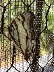 Polyura zoolina