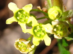 Ribes fasciculatum