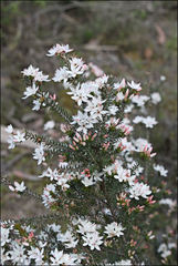Calytrix alpestris