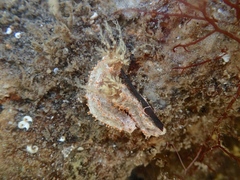 Plesiocolochirus ignavus