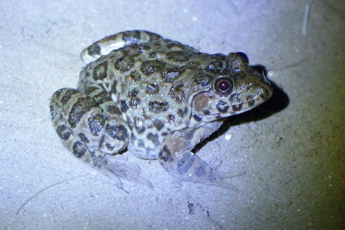 Crowned bullfrog