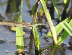 Ischnura capreolus