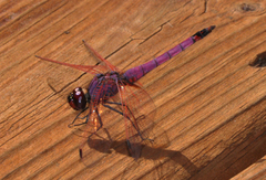 Trithemis annulata haematina