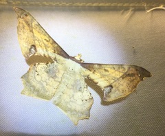 Xylinophylla maculata