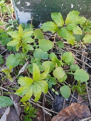 Cardamine bulbifera