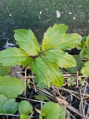 Cardamine bulbifera