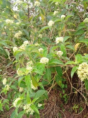 Caucanthus