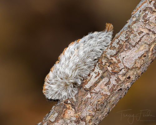 Southern Flannel Moth