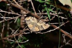 Xanthorhoe vacuaria
