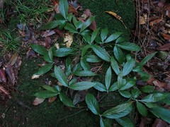 Photinia beauverdiana