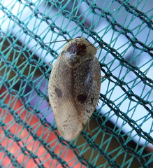 Gyna caffrorum