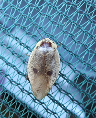 Gyna caffrorum
