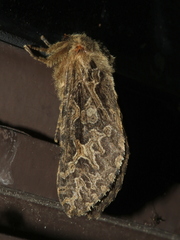 Oncopera intricoides