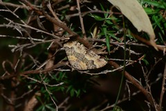 Xanthorhoe vacuaria