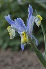 Iris graeberiana