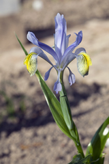 Iris graeberiana
