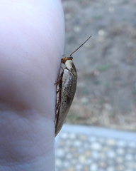 Gyna caffrorum