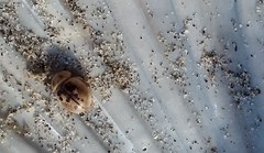 Chaerodes trachyscelides