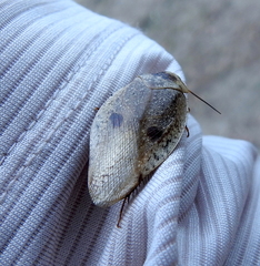 Gyna caffrorum