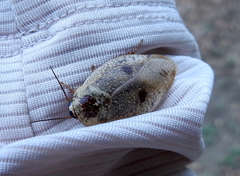 Gyna caffrorum