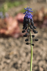 Muscari latifolium