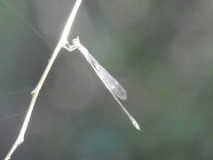 Isostictidae