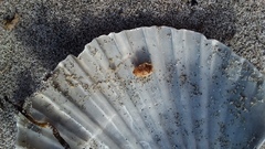 Chaerodes trachyscelides