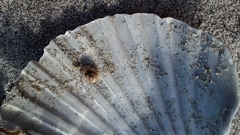 Chaerodes trachyscelides