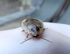 Gyna caffrorum