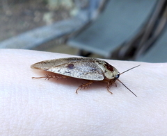 Gyna caffrorum