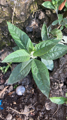 Buddleja davidii