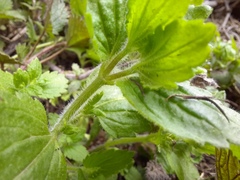 Veronica crista-galli