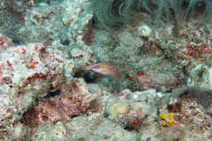 Pseudocheilinus octotaenia