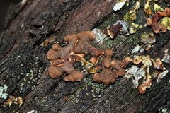 Hypocreopsis amplectens