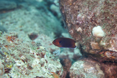 Centropyge fisheri