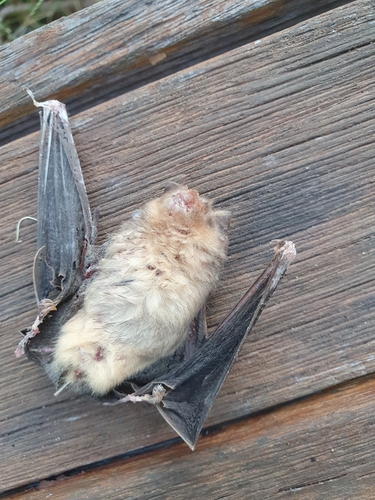 Orange Leaf-nosed Bat