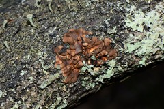 Hypocreopsis amplectens