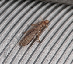 Columbicola columbae