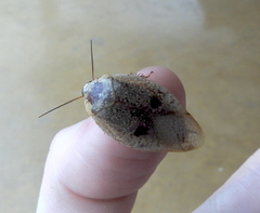 Gyna caffrorum