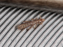 Columbicola columbae