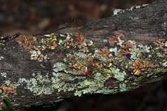 Hypocreopsis amplectens