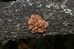 Hypocreopsis amplectens