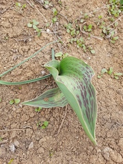 Tulipa undulatifolia