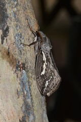 Abantiades argentata