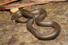 Anderson's Mountain Keelback photo 1