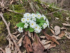 Primula vulgaris rubra