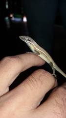 Anolis auratus