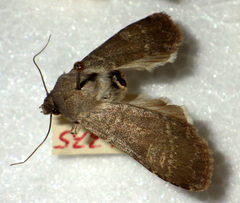 Euxoa birivia