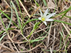 Ornithogalum sintenisii