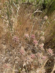 Trifolium stellatum